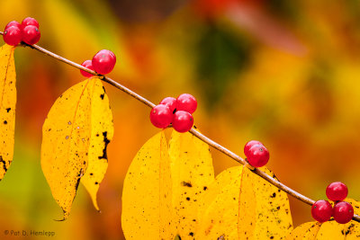 Fall berries