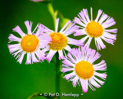 Blooming fleabane