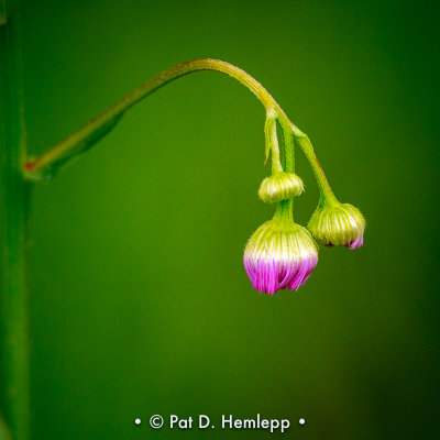 Fleabane buds