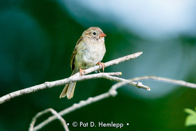 Baby Field Sparrow