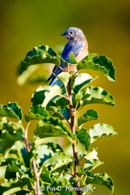 Top of a plant