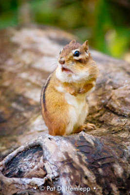 Calling chipmunk