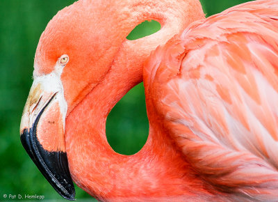 Flamingo at rest