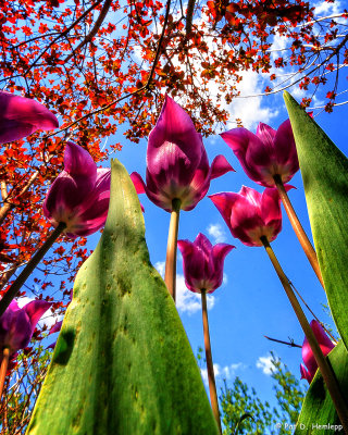 Backyard flowers