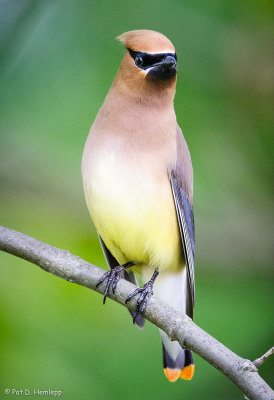 A look from a Waxwing