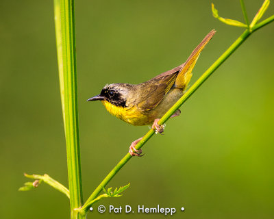 Ready to fly