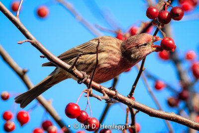 Finch and berries 2