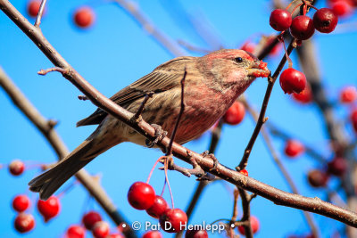 Finch and berries 3