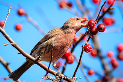 Finch and berries 1