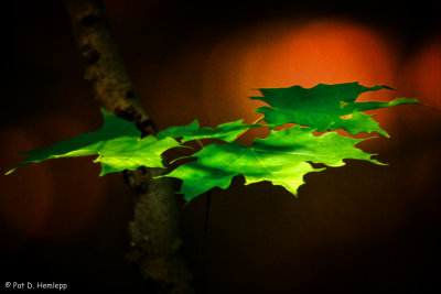 Leaves and light