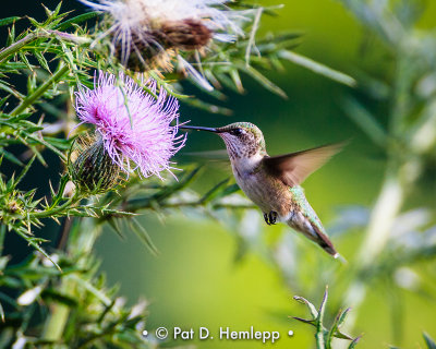 Hummingbird meal