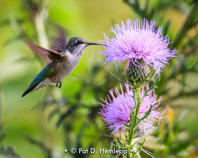 Hummingbird and thistle