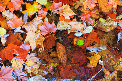 Leaves and water