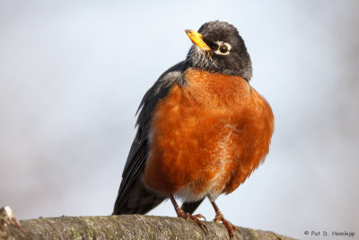 Late-winter Robin