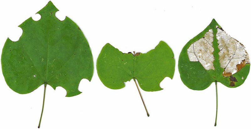 Three kinds of defoliation of Cercis
