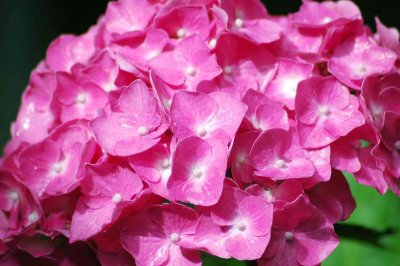 9228 Hydrangea