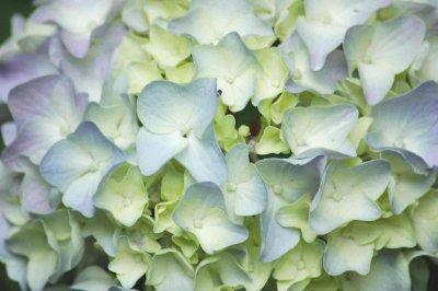 9230 Hydrangea