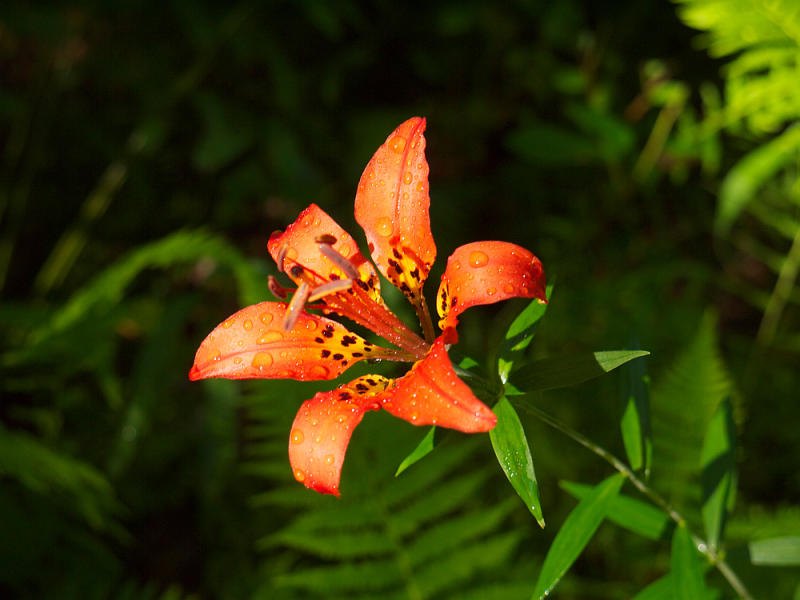 Philadephia Lily (Wood Lily)