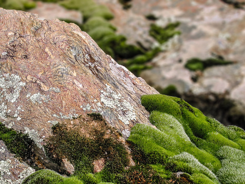 Moss