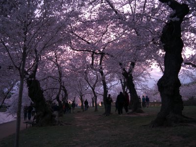 Cherry blossoms