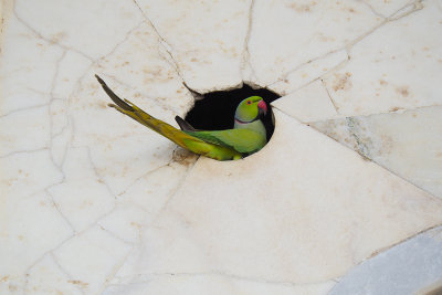 I am a Maharaja Keet and I live in this hole in the wall!