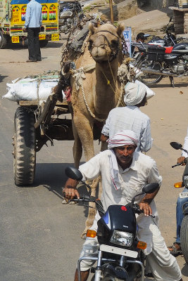 Camel Coming Through!