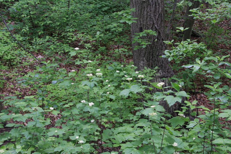 Viburnum acerifolium- Maple-leaf Viburnum
