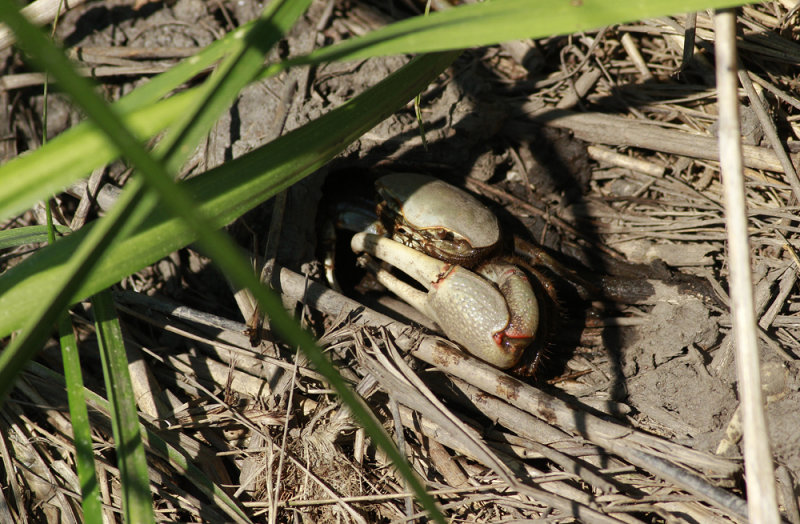 Fiddler Crab