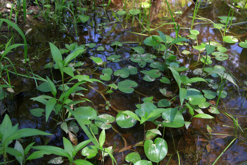 Heteranthera multiflora- Bouquet Mud Plantain