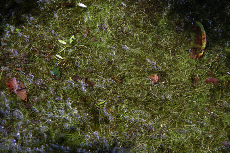 Bladderworts in flooded woods