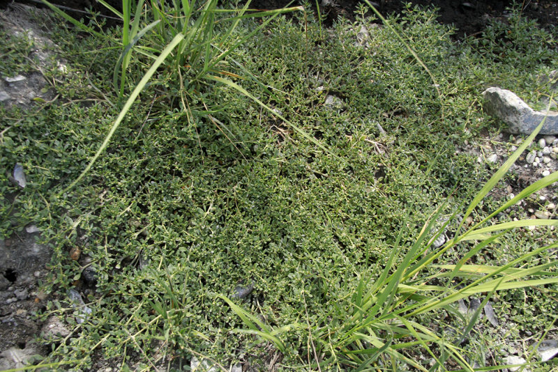 Sesuvium maritimum- Seaside Purslane