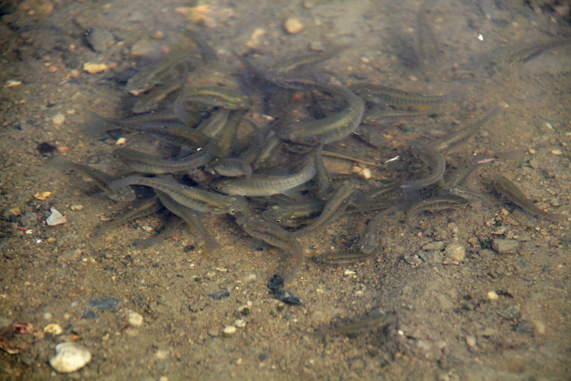 Fish feeding frenzy on the road!