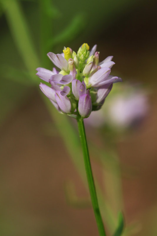 Polygala curtissii- Curtiss Milkwort