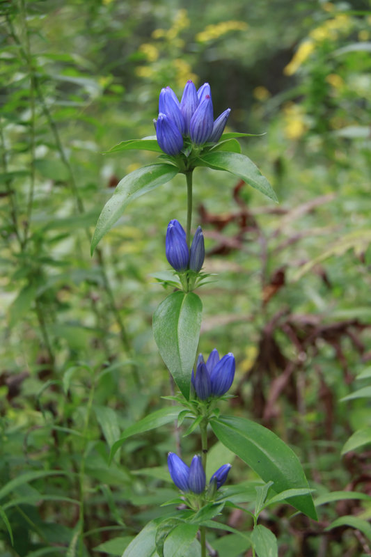 Gentiana andrewsii- Closed Bottle Gentian