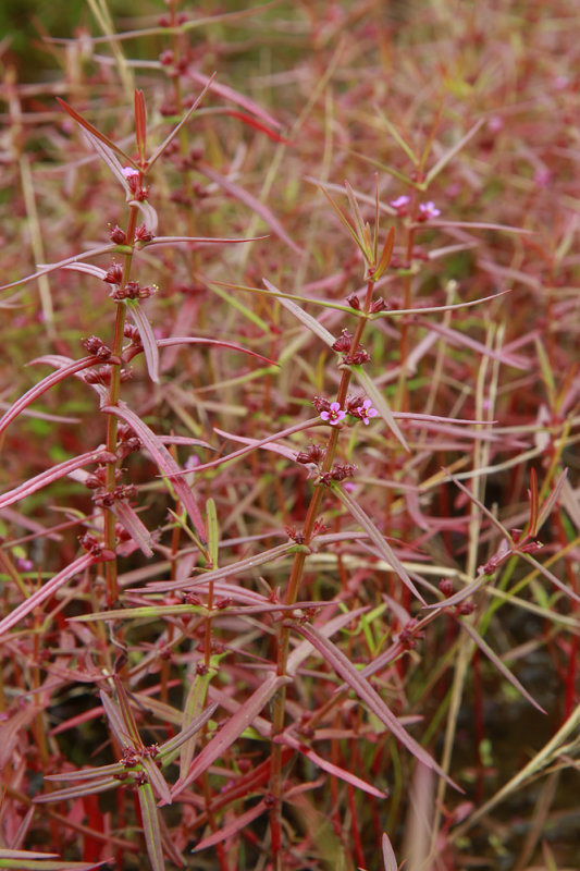 Ammannia coccinea- Scarlet Toothcup
