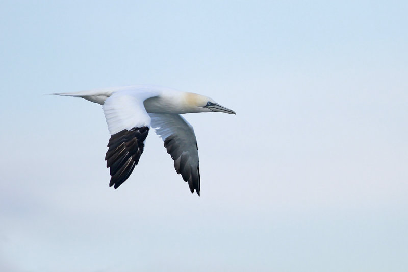 Northern Gannet