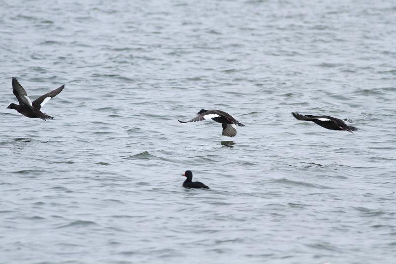 White-winged Scoters