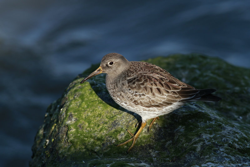 Purple Sandpiper