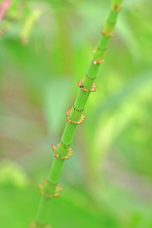 Equisetum fluviatile- Water Horsetail