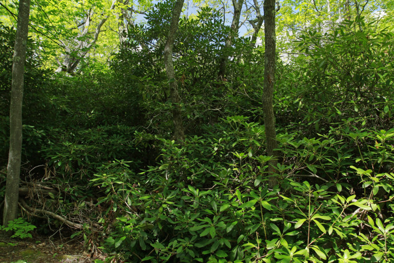 Rhododendron thicket