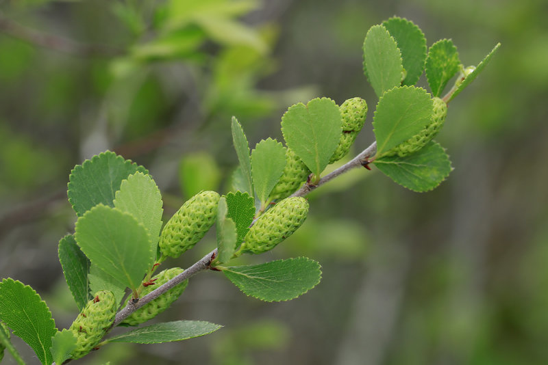 Betula pumila- Bog Birch