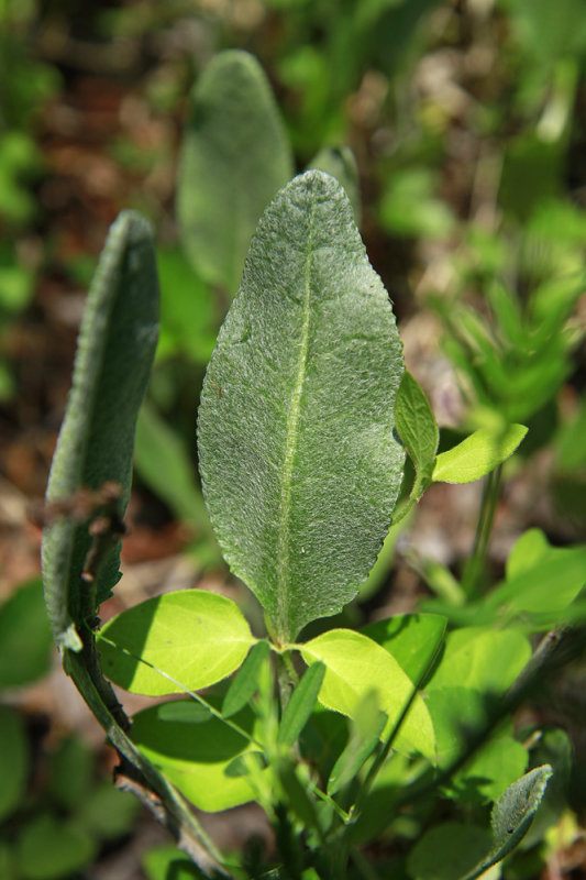 Packera tomentosa- Wooly Ragwort