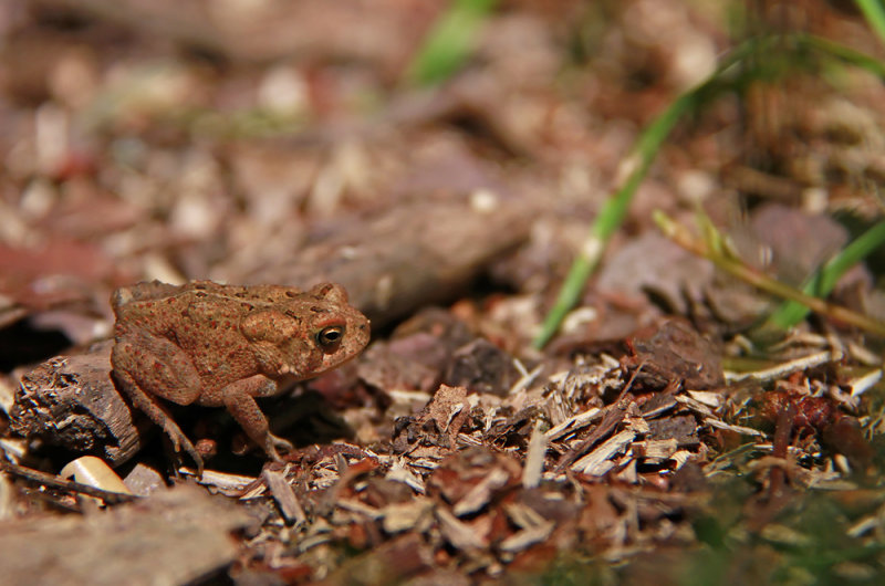 American Toad