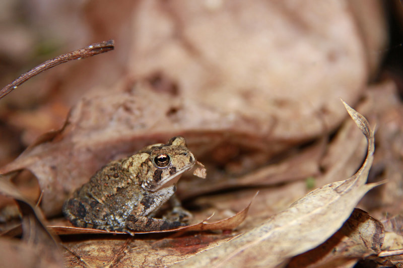 American Toad
