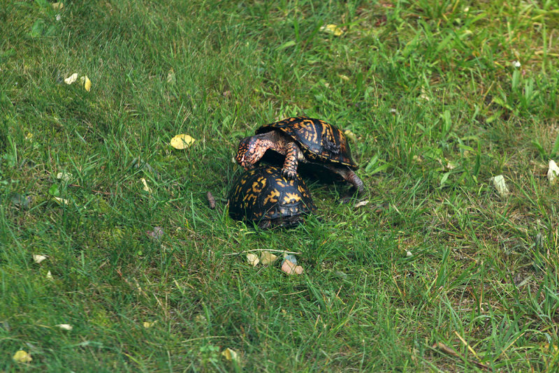 Box Turtles mating