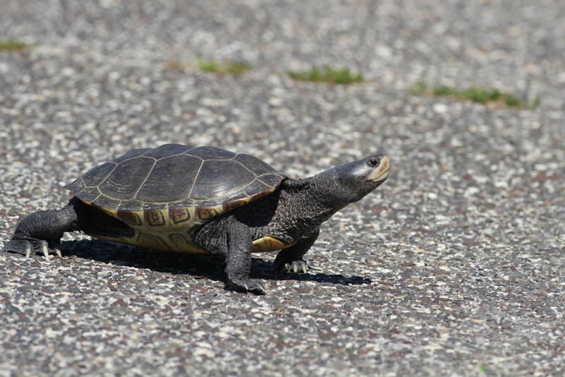 Diamondback Terrapin