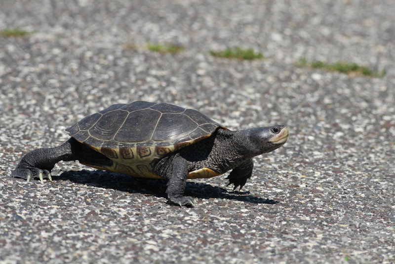 Diamondback Terrapin