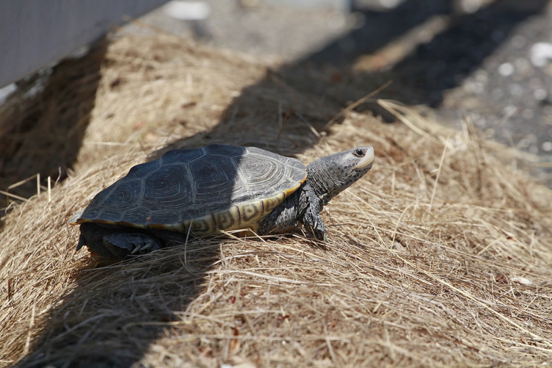 Diamondback Terrapin