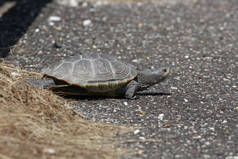 Diamondback Terrapin