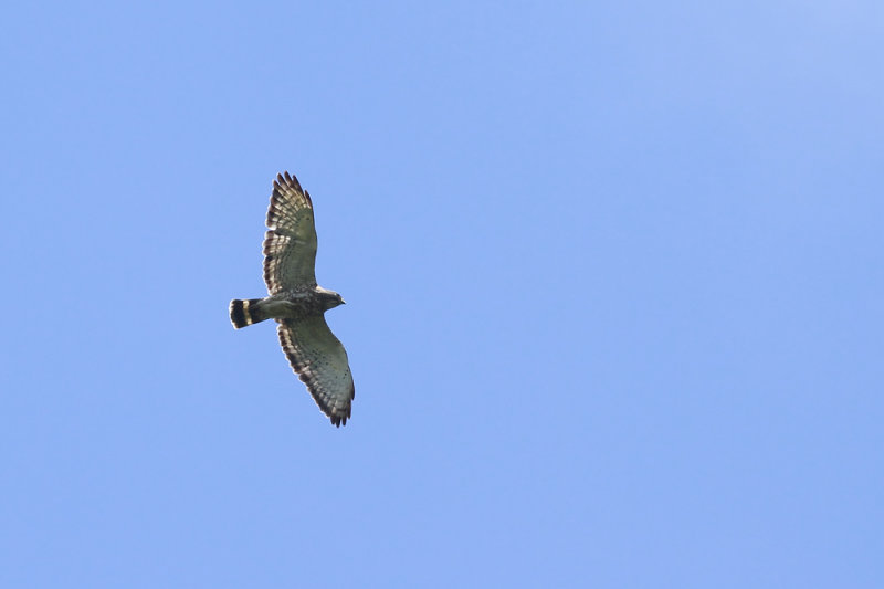 Broad-winged Hawk